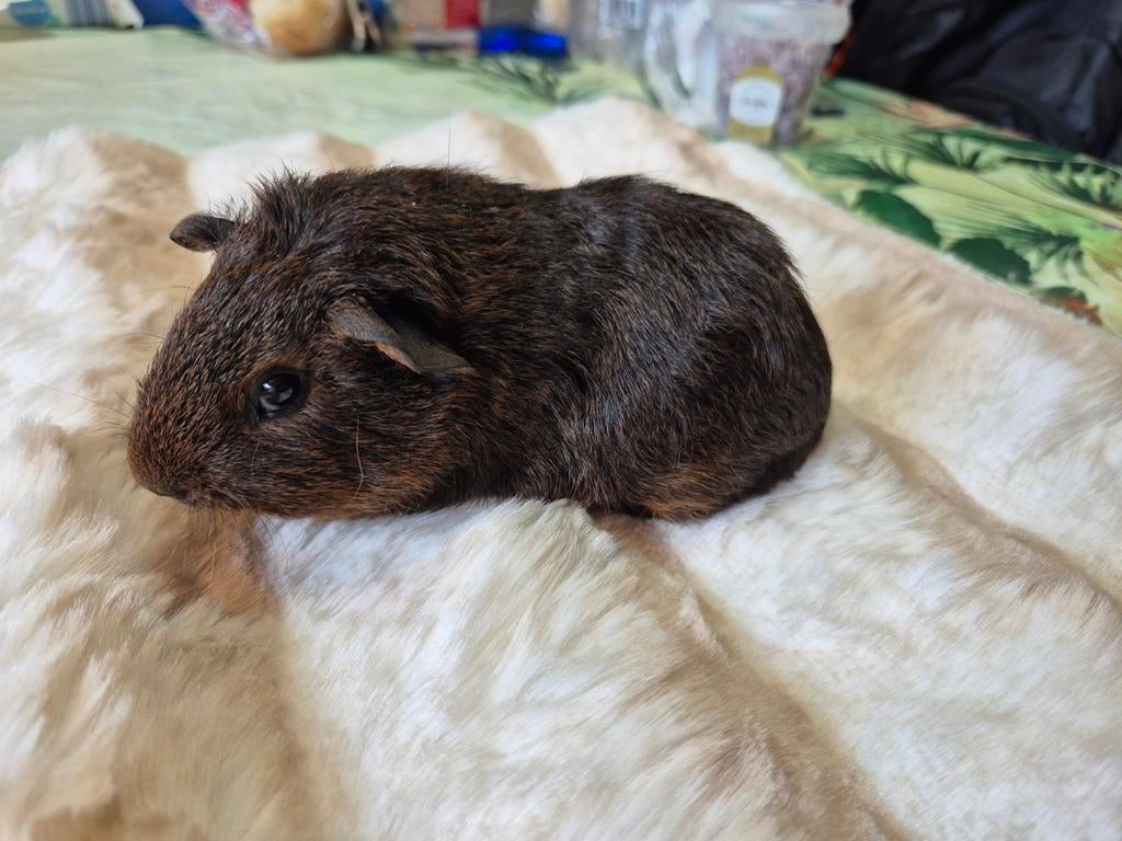 Skinnydrager zeugje goud agouti, Dieren en Toebehoren, Vrouwelijk, Tam, Maart, Cavia
