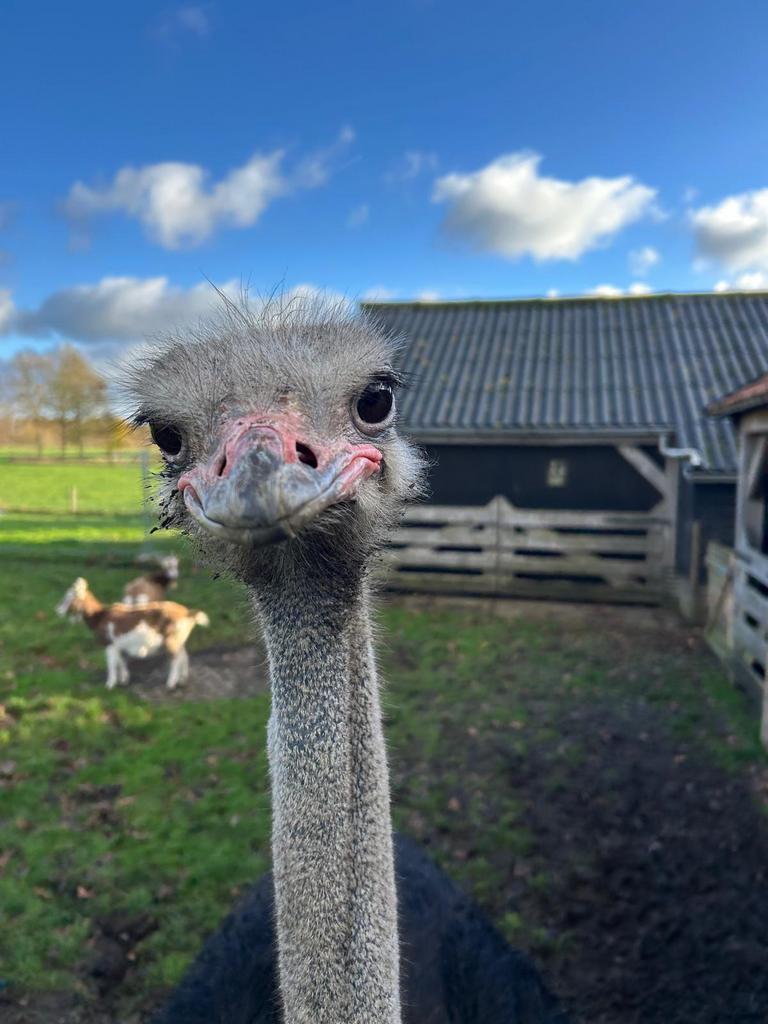 Struisvogel Haan, Dieren en Toebehoren, Overige Dieren, Mannelijk, Augustus