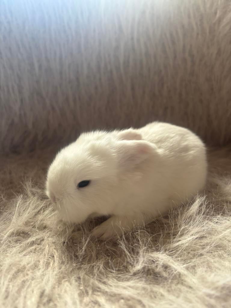 Raszuiver jonge minilop voedster blauwe ogen, Dieren en Toebehoren, Konijnen, Dwerg, Vrouwelijk