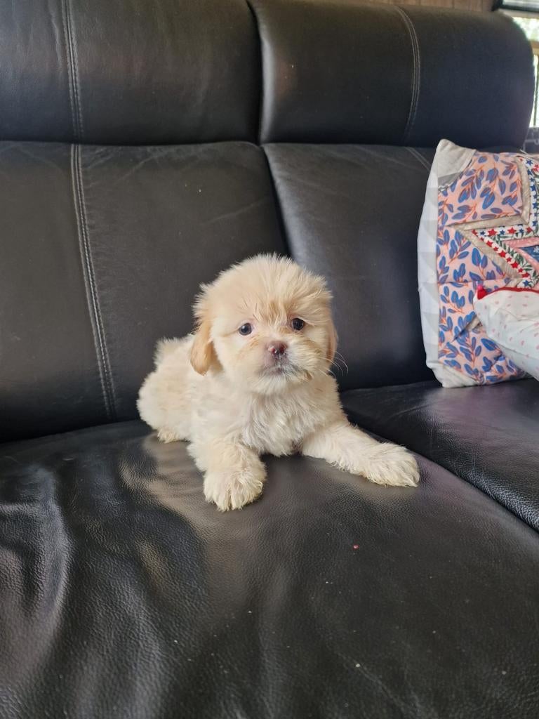 Mooi nestje boomer pups, Parvo, Overige rassen, 8 tot 15 weken, Meerdere