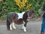 Lieve drachtige shetlander merrie, Dieren en Toebehoren, Merrie, Niet van toepassing, A pony (tot 1.17m), Recreatiepony