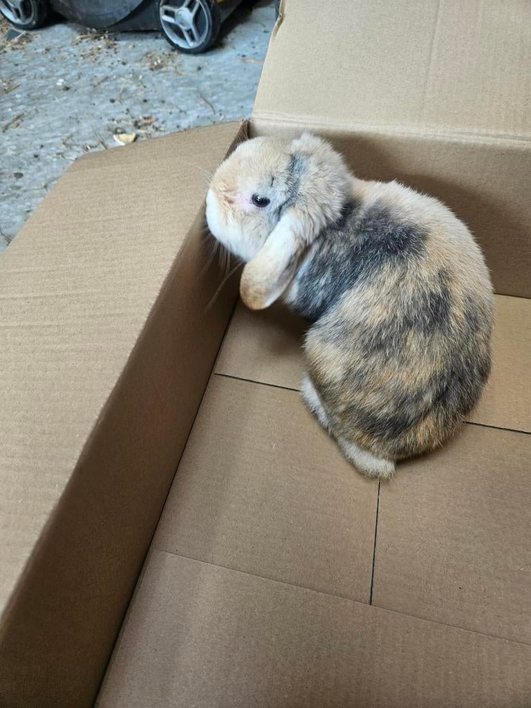 4x hangoor konijn ram, eventueel inclusief hok, Meerdere dieren, Groot, Hangoor