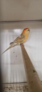 Roodrug parkiet poppen, Dieren en Toebehoren, Vrouwelijk, Parkiet, Geringd