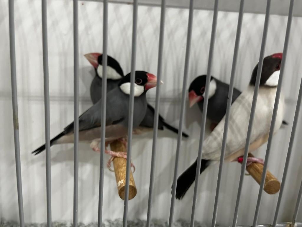 Rijstvogels wildkleur/bont, Dieren en Toebehoren, Meerdere dieren, Tropenvogel