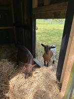 2 Dwerg geitjes met geitenhok, Dieren en Toebehoren, Vrouwelijk, Geit