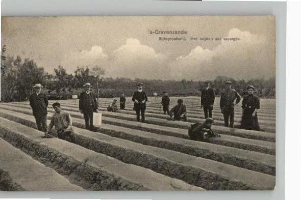 ´s Gravenzande Rijksproefveld Aspergestekers st1921 TOPKAART, Verzamelen, Ansichtkaarten | Nederland, Gelopen, Zuid-Holland, 1920 tot 1940