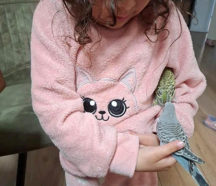 Mooi en gezond parkieten, Dieren en Toebehoren, Meerdere dieren, Parkiet