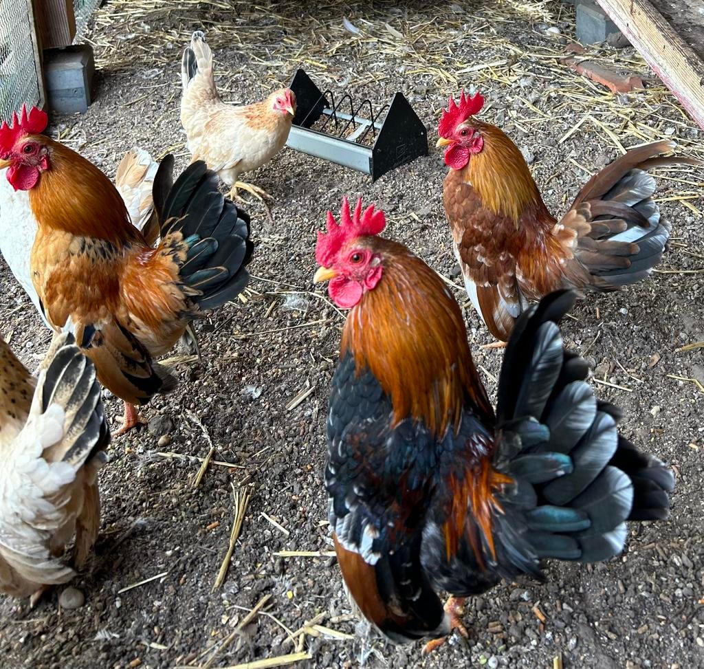 Serama haan haantje, Mannelijk, Kip