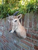 Opgezette kop moeflon taxidermy opgezet jacht schedel hert, Verzamelen, Ophalen, Wild dier, Gewei of Kop
