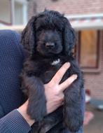 LAATSTE KANS Labradoodle x  Bloedhond / Zwitserse Sennen pup, Dieren en Toebehoren, Honden | Niet-rashonden, Parvo, 8 tot 15 weken