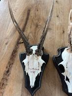 Hertengewei, Ophalen of Verzenden, Zo goed als nieuw, Overige materialen