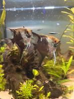 Bewezen Maanvis koppel - blue smokey, Vis