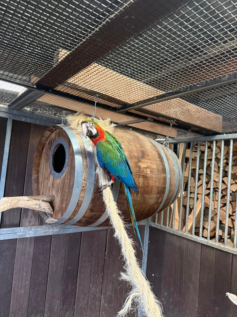 Harlekijn ara’s 3x, Dieren en Toebehoren, Vogels | Parkieten en Papegaaien, Papegaai, Mannelijk, Tam