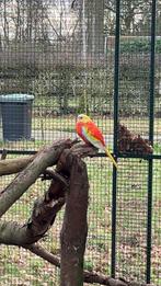 Turqouisine parkiet, Vrouwelijk, Parkiet, Geringd