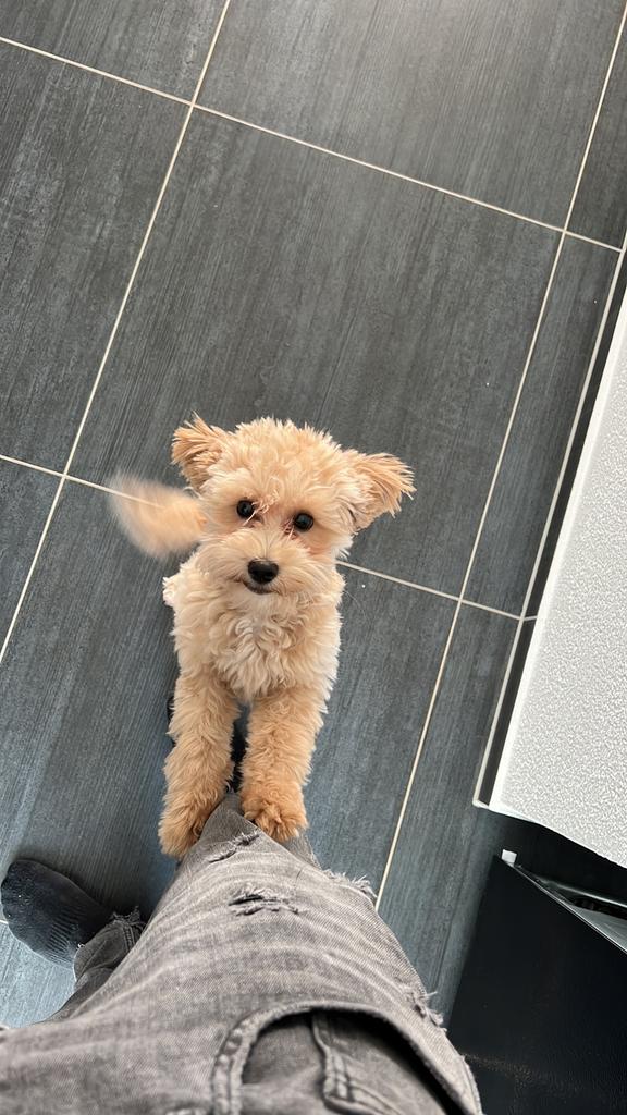 Maltipoo 5 maanden oud, 15 weken tot 1 jaar, Parvo, Eén hond, Nederland