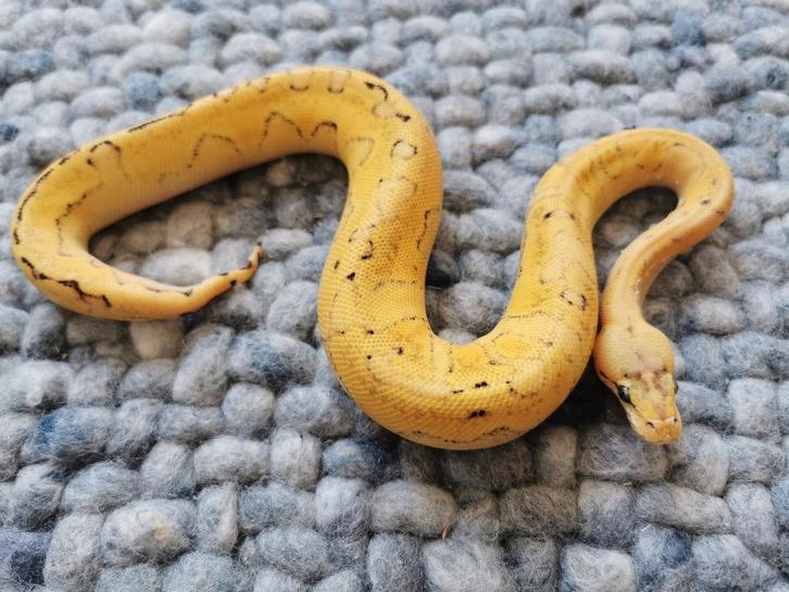 0.1 Champagne Super Enchi Pastel Koningspython