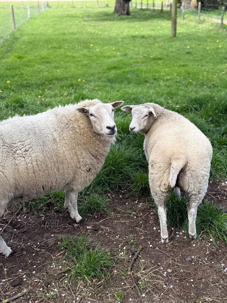 swifter ooi, dochter en zoon, Meerdere dieren, Schaap