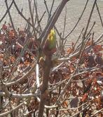 Witte sering, Dieren en Toebehoren, Meerdere dieren