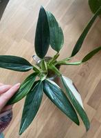 Monstera Standleyana gewortelde stekjes, Ophalen, Halfschaduw, Minder dan 100 cm