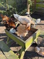 Padua broedeieren, Dieren en Toebehoren, Pluimvee, Meerdere dieren, Kip