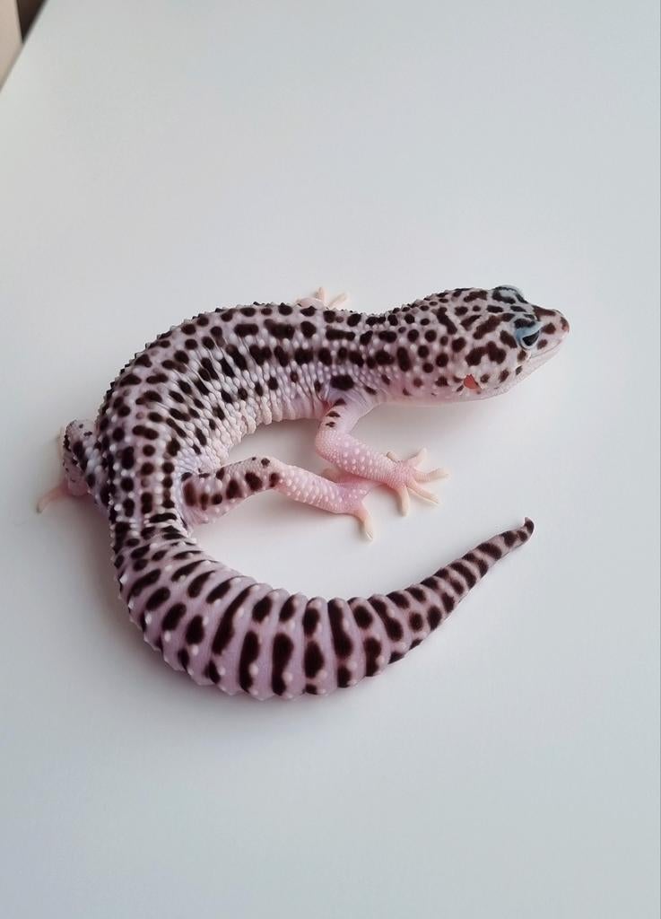 Luipaardgekko vrouw Supersnow geb 2023, Dieren en Toebehoren, Reptielen en Amfibieën, Hagedis, Tam, 3 tot 6 jaar