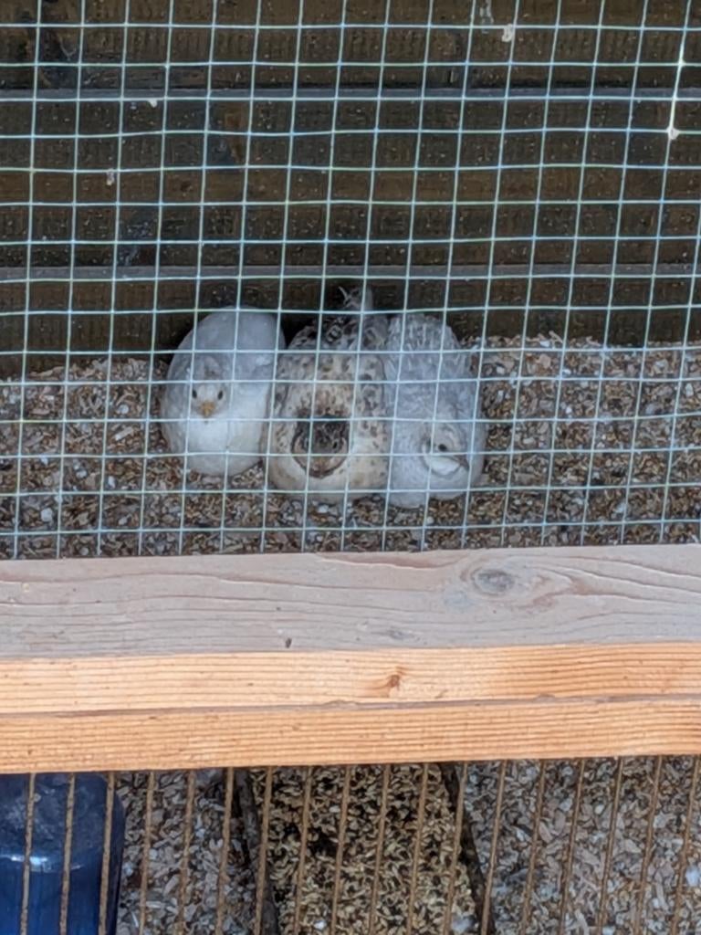 Chinese dwergkwartels, Meerdere dieren