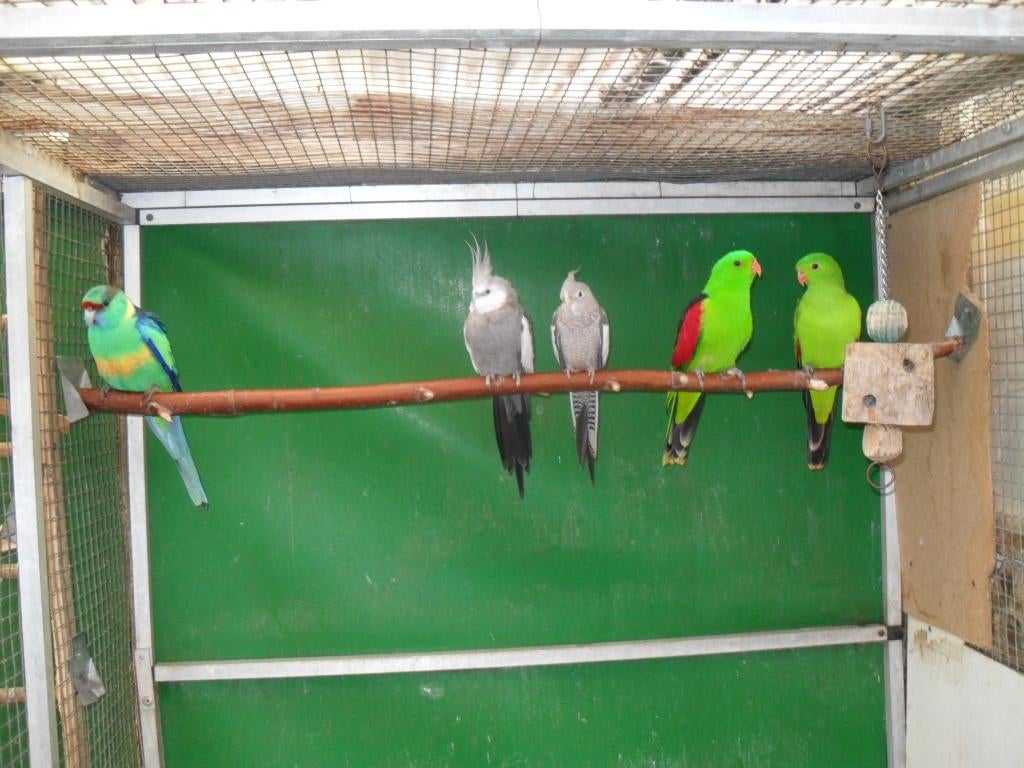 parkieten /tropen, Dieren en Toebehoren, Vogels | Parkieten en Papegaaien, Meerdere dieren, Parkiet, Tam