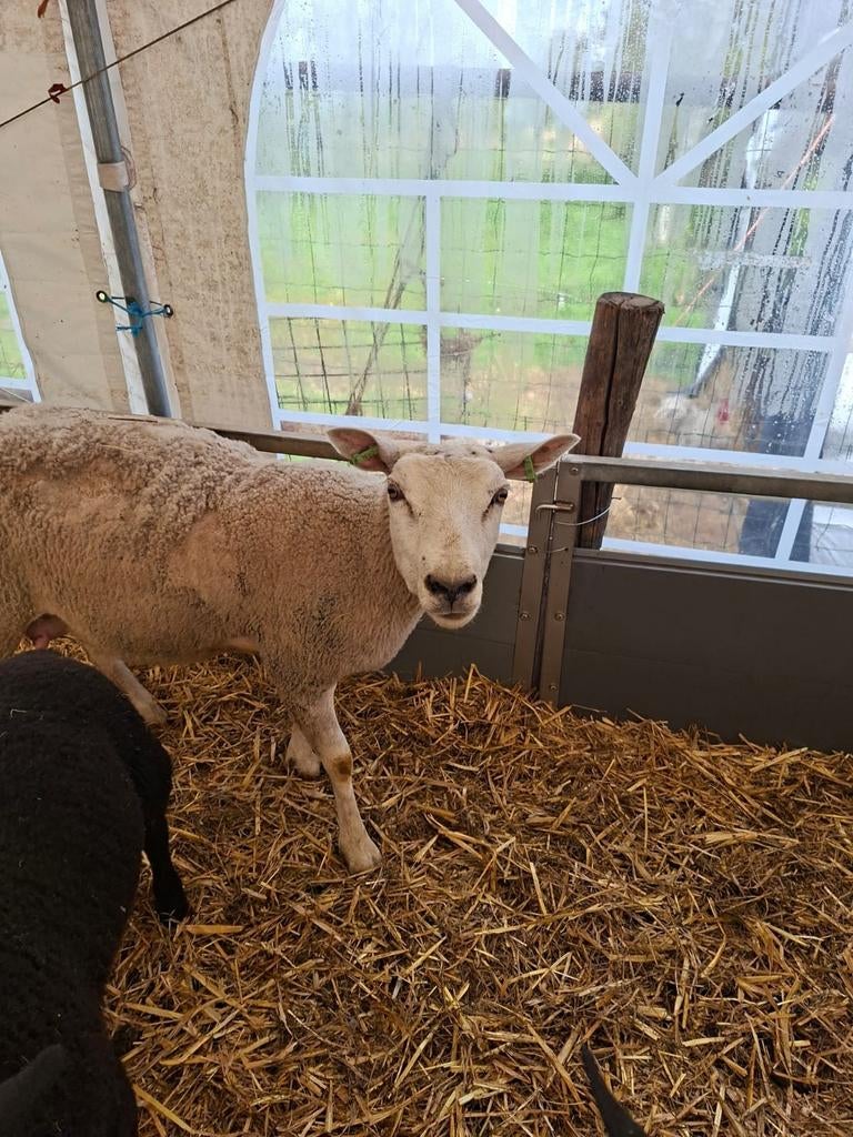 Fokschapen, Dieren en Toebehoren, Schapen, Geiten en Varkens, Meerdere dieren, Schaap