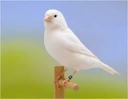 Witte kanaries te koop, Dieren en Toebehoren, Vogels | Kanaries, Meerdere dieren, Kleurkanarie