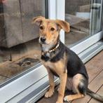 AIN: Lola, Dieren en Toebehoren, Handelaar, 1 tot 2 jaar, Buitenland, Teef