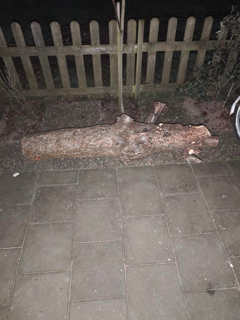 Boomstam haardhout kachelhout, GRATIS., Tuin en Terras, Minder dan 3 m³, Ophalen