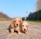 Unieke blonde langharige dwerg teckel pups, Parvo, 8 tot 15 weken, Dwerg, Langhaar