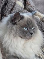 Verwacht, Brits Korthaar blue/lilac point kittens., Meerdere dieren, Gechipt, 0 tot 2 jaar