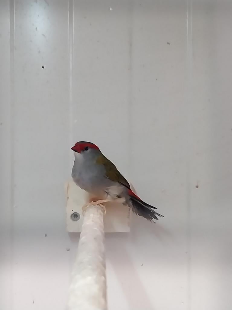 doornastrild man 2024, Mannelijk