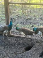 Pauwen mannen en vrouwen, Dieren en Toebehoren, Meerdere dieren, Overige soorten