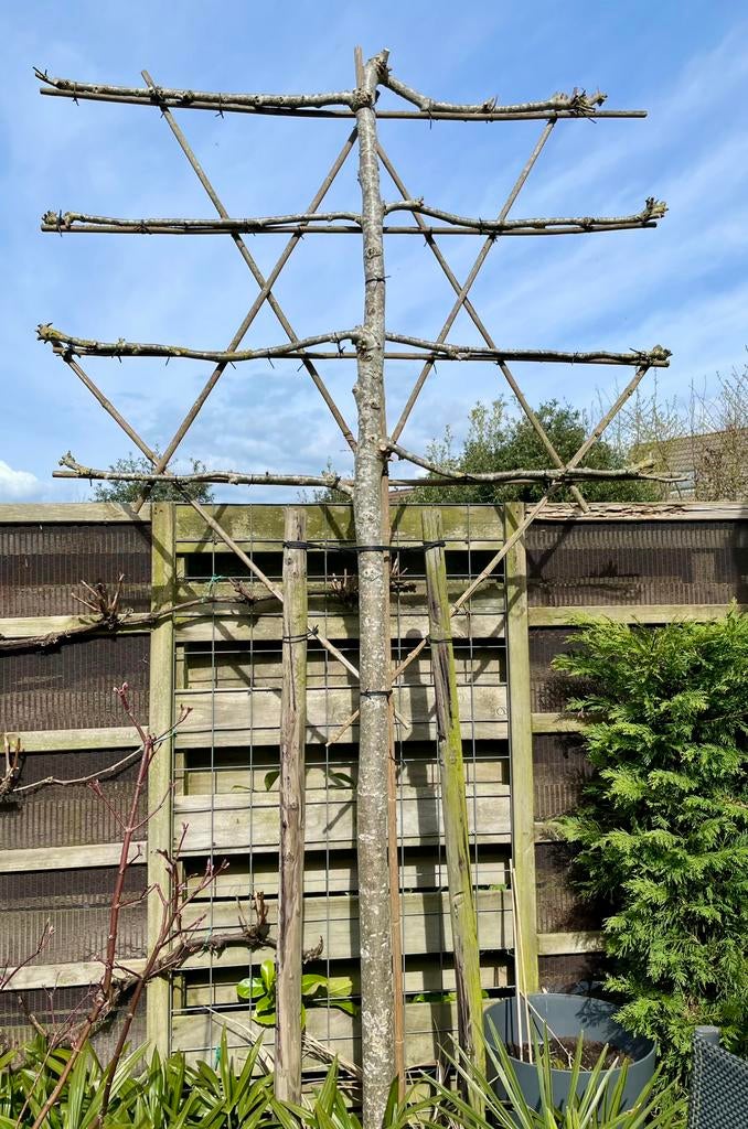 3 leilinde €25,- per stuk, Tuin en Terras, Bloeit niet, Overige soorten, 250 tot 400 cm, Ophalen