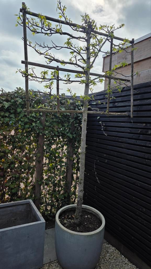 Amberboom Leiboom in pot, Tuin en Terras, Planten | Bomen, Ophalen of Verzenden