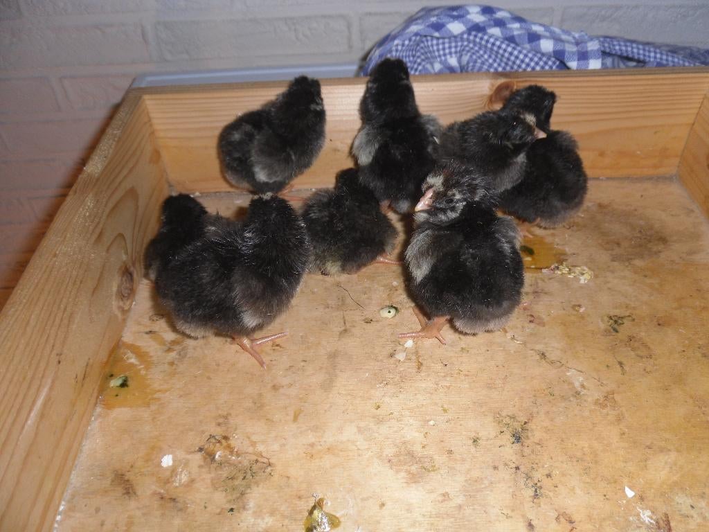 t.k. 4 Wyandotte kuikens groot zilver zwart gezoomd, Dieren en Toebehoren, Meerdere dieren, Kip