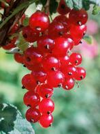 Rode bessenstruik 'Jonkheer van Tets', Ophalen, Volle zon