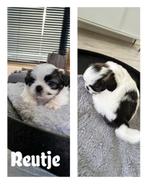 Boomer & Pekinees, Overige rassen, Meerdere, Meerdere dieren, Nederland