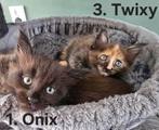 ***100% maine coon kittens / black torti / solid black***, Meerdere dieren, Gechipt, 0 tot 2 jaar
