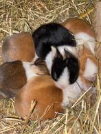Jonge Hollander konijntjes voedsters en rammen div. kleuren., Vrouwelijk, Klein, 0 tot 2 jaar