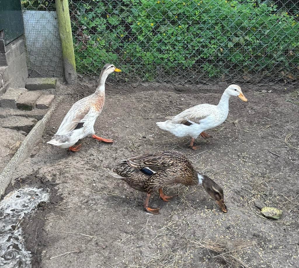 Mooi koppel loopeenden, Dieren en Toebehoren, Pluimvee, Meerdere dieren, Eend