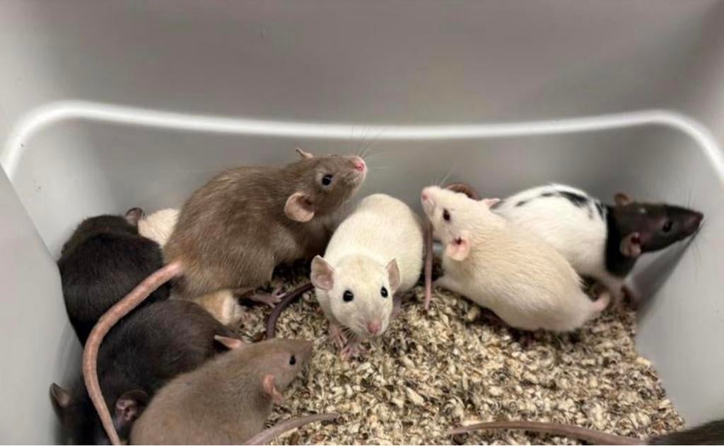 Jonge tamme dwergrat man ( rechtstreeks van de  fokker), Dieren en Toebehoren, Rat, Mannelijk, Januari, Tam