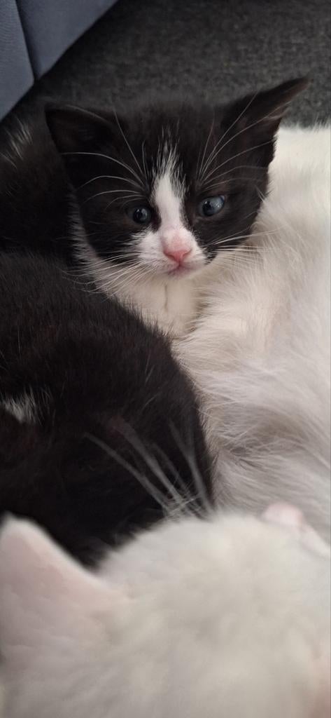 3 prachtige kittens die al weg mogen, Meerdere dieren