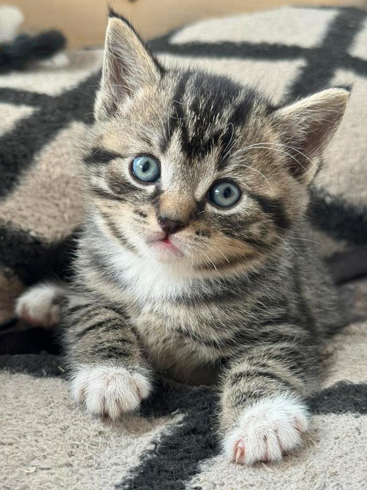 Prachtig nestje kittens te koop!, Dieren en Toebehoren, Katten en Kittens | Raskatten | Korthaar, Meerdere dieren, Ontwormd