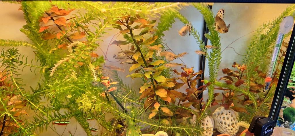 Baby guppen, Dieren en Toebehoren, Vissen | Aquariumvissen, Vis