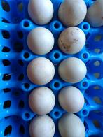 Broedeieren van de Indische loopeend, Geslacht onbekend, Eend