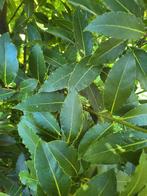 Laurier.                 Vers en of gedroogd., Ophalen of Verzenden