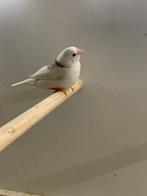 Tekoop zebravinken, Dieren en Toebehoren, Meerdere dieren, Tropenvogel